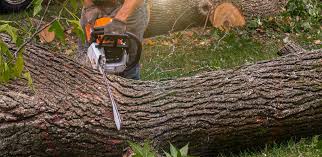 Best Lawn Irrigation Installation and Maintenance  in Juneau, WI