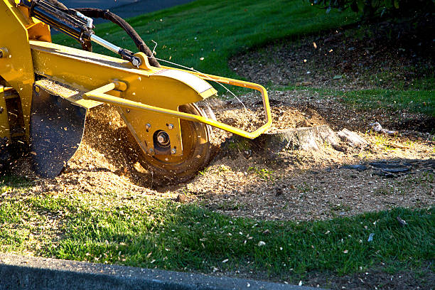 Best Seasonal Cleanup (Spring/Fall)  in Juneau, WI